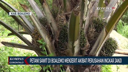 Petani Sawit di Boalemo Menjerit Akibat Perusahan Ingkar Janji