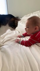 Baby bad cat  lovely video #lovely #video #sindhitv