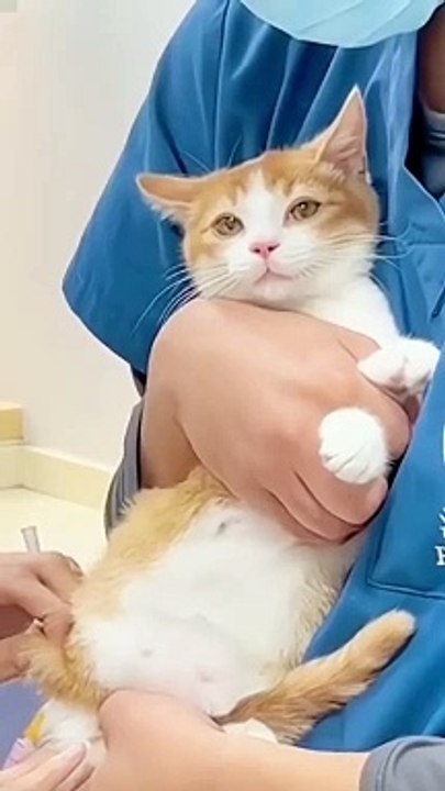 Funny_Cats#shorts