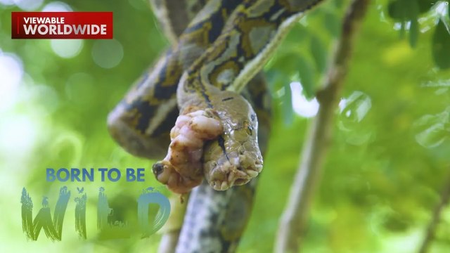 Isang reticulated python o sawa, tinubuan ng malaking bukol?! | Born to be Wild