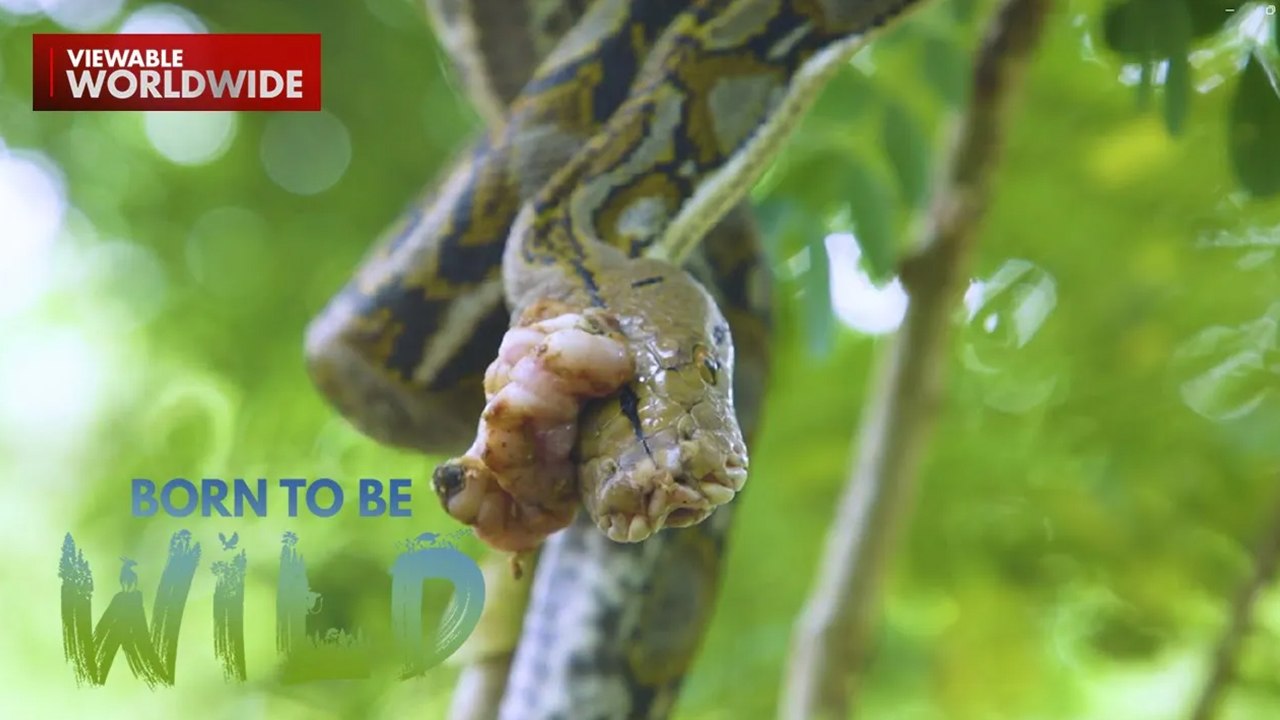 Isang reticulated python o sawa, tinubuan ng malaking bukol?!  | Born to be Wild