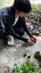 Summer Vibes Bringing Green to Life ग्रीष्मकालीन वाइब्स हरियाली को जीवन में ला रही हैं