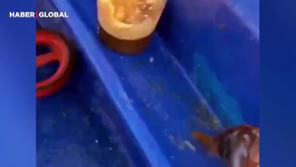 Okyanusun en büyüğü mavi yüzgeçli orkinosun avlanma görüntüleri gündem oldu