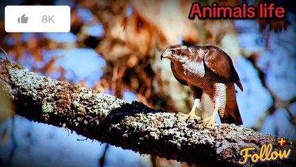 How do animals spend their lives in the forest?