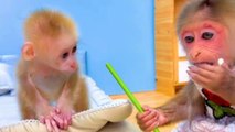 Cute babies monkey helps each other