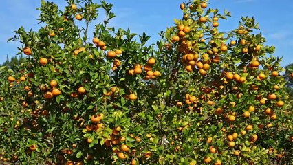 Gayndah Citrus Portfolio, North Burnett, Qld | June 11, 2024 | Farmonline