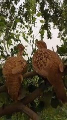 Brazilian teetar voice