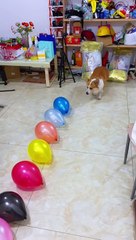 爆破任務!#貴賓犬  #dog  #比熊犬  #可愛狗狗 #寵物日常  #寵物  #pet  #doglover  #poodle  #bichonfrise #dogsofinstagram  #柯基犬 #corgi