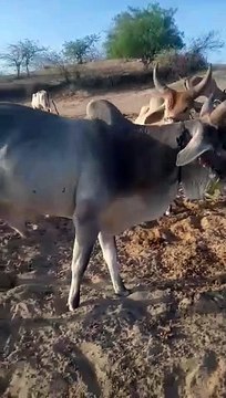 Messenger_creation_46081a5a-6cae-4744-91b2-c49eca73e159