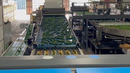 Avocado production | Queensland Country Life