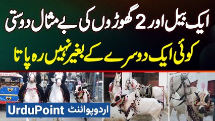 Bull And 2 Horses Ki Bemisal Dosti - Koi Ek Dusre Ke Bagair Nahi Reh Pata