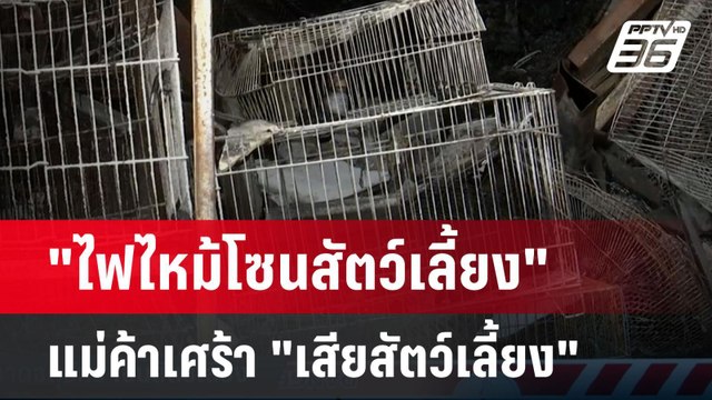 ไฟไหม้โซนสัตว์เลี้ยง แม่ค้าเศร้ากว่าเสียเงิน คือ เสียสัตว์เลี้ยง | เที่ยงทันข่าว | 11 มิ.ย. 67