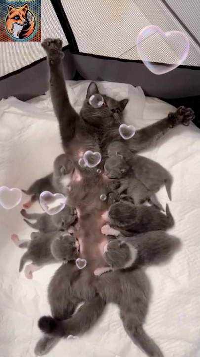 Cat Baby Born| Funny Cat 2024| #funnyshorts #cat #shortvideo #funny #shorts