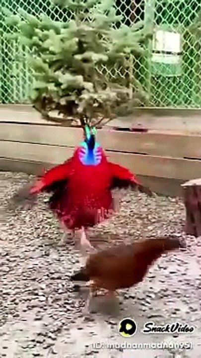 Beautiful birds