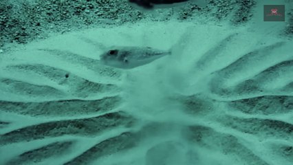 Pufferfish design 'crop circles'  2024 - Horrifying Discovery In The  World.jpg