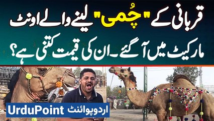 Kiss Karne Wale Qurbani Ke Camel Market Mein Aa Gaye - Weight Kitna Hai Aur Price Kiya Hai?