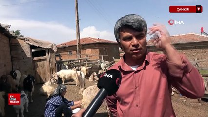 Çankırı'da görme engelli çift hayvan otlatıp tarlada çalışıyorlar