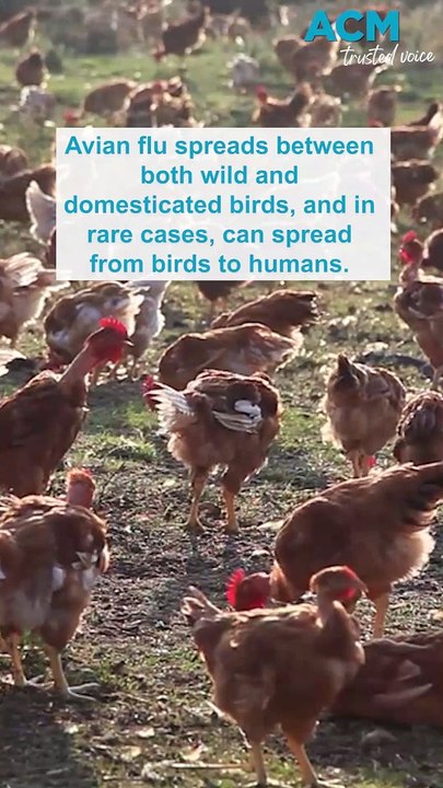 What is bird flu?