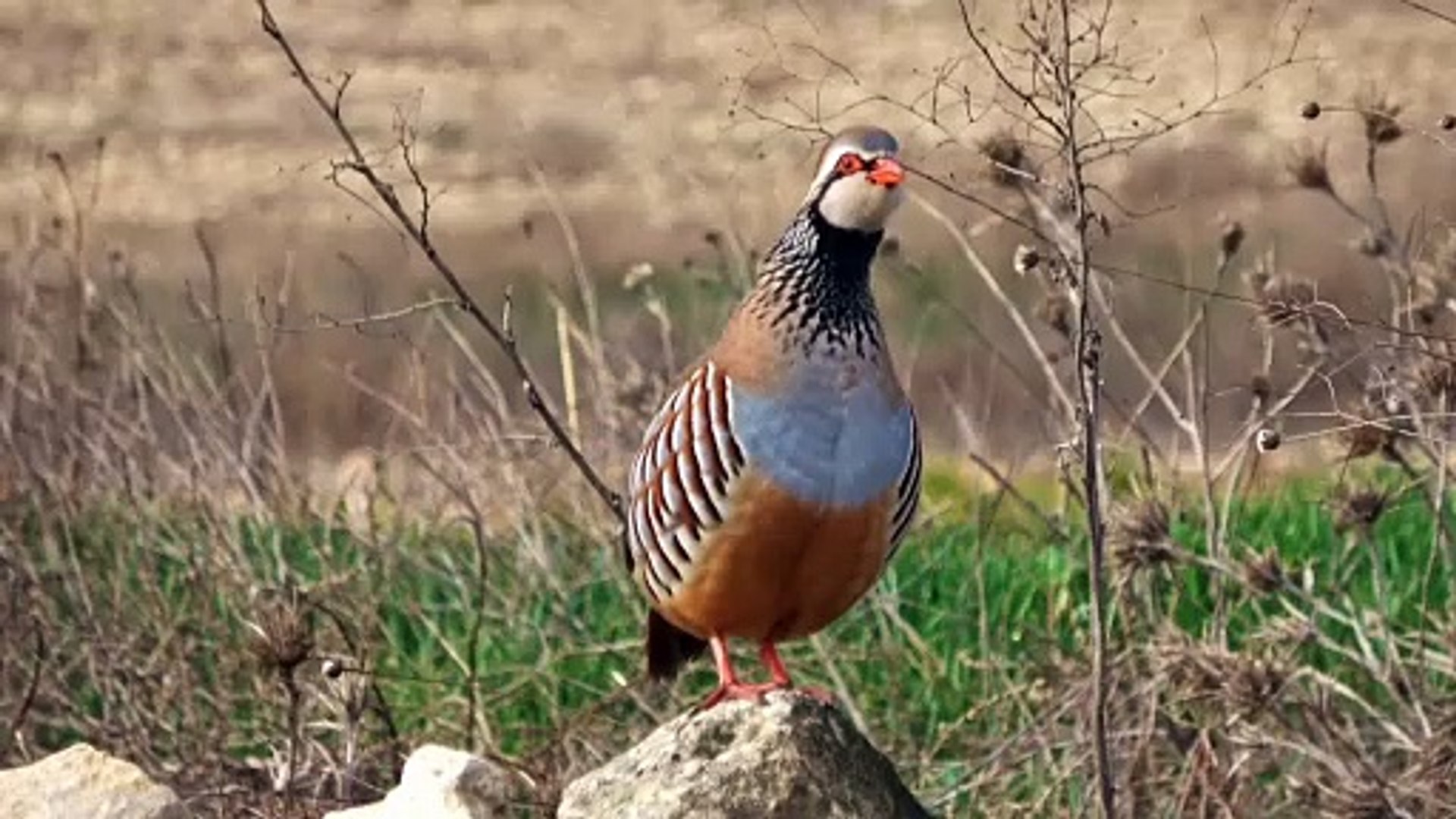 ⁣Animals Sounds #animals #sounds