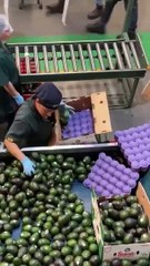 Skilled laborers make it look easy #shorts #shortvideo #video #virals #videoviral #innovationhub