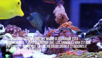 Piden ayuda para cerrar el Miami Seaquarium