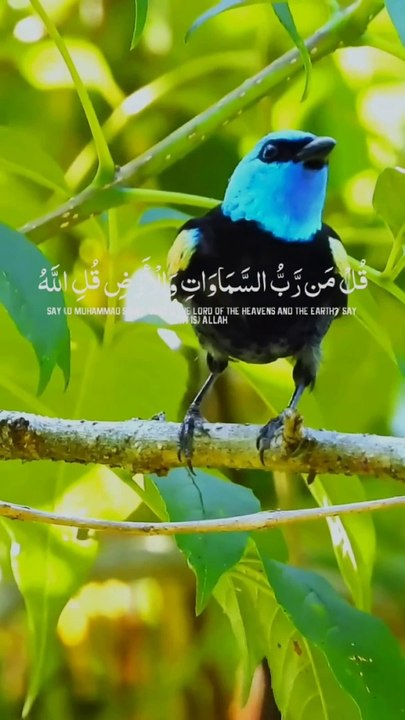 Beautyfull bird vedio and tilawate. Quran