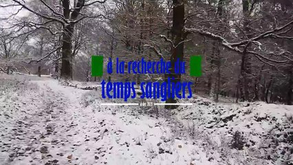 Une Rencontre Inattendue avec un Sanglier dans le Veluwezoom ❄️