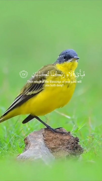 Beautyfull bird and Tilawat.e. Quran vedio