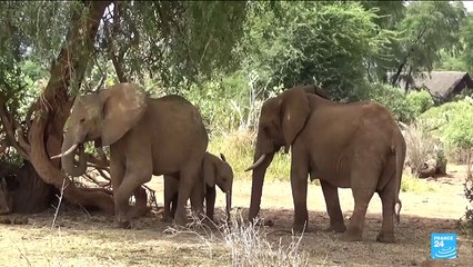 Kenya : selon une étude scientifique, les Eléphants s'appellent par leur nom