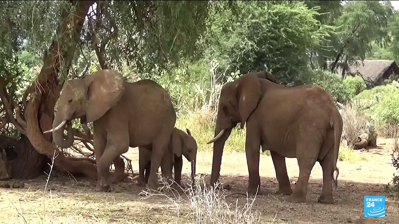 Kenya : selon une étude scientifique, les Eléphants s'appellent par leur nom