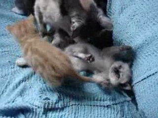 Vidéo des Papillon et  Blanco avec leurs chatons
