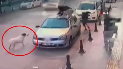 Gaziantep’te iki genç, köpek saldırısından aracın üzerine çıkarak kurtuldu! O anlar kamerada