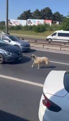 Beykoz TEM Otoyolu'nda sahibinden kaçan koyun trafiği birbirine kattı