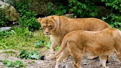 Animal Kingdom- "Explore the Diversity of Wildlife"