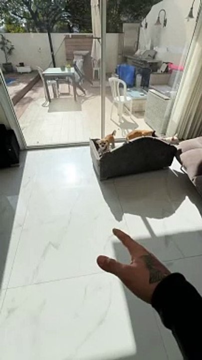 Cute dog 