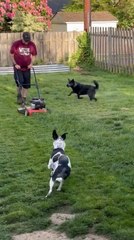 Owner Trimming Grass Watches Dogs Run Around and Bark at Lawn Mower