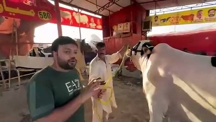 Sb se Mehnga Janwar Qurbani ke Liye (smilingriver1)