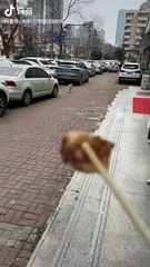 Funny dog doing flying steps #funny #comedy #funnyvideo #trending #dailymemes #dailymotion #viral #reelsinstagram #reels2023