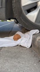L’astuce pour une ouvrir une noix de coco facilement 
