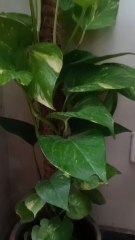 this magic money plant Muhammad#Arhum#Daily#Live .this pakistani money plant