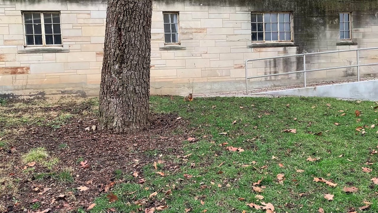 squirrel
