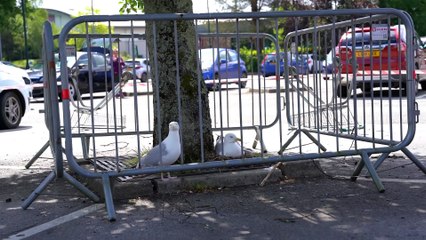 Supermarket cordon parking spaces to protect seagull