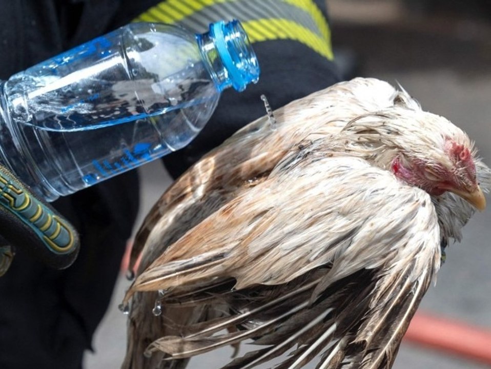 1.000 Tiere sterben bei Brand auf berühmtem Markt