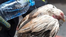 1.000 Tiere sterben bei Brand auf berühmtem Markt