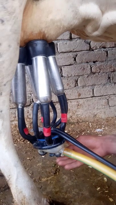 Milking Machine milking cows