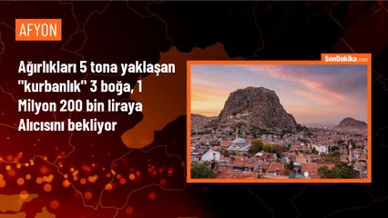 Afyonkarahisar'da 4 tonluk kurbanlık boğalar alıcılarını bekliyor