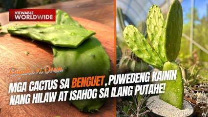 Mga cactus sa Benguet, puwedeng kainin nang hilaw at isahog sa ilang putahe! | Biyahe ni Drew