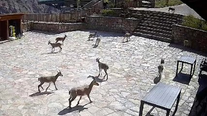 Yaban keçileri cam terasta görüntülendi