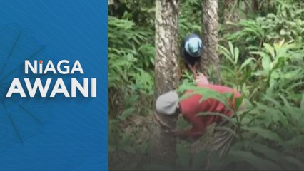 Niaga AWANI: Pengeluaran getah asli negara merosot 20.9 peratus pada April