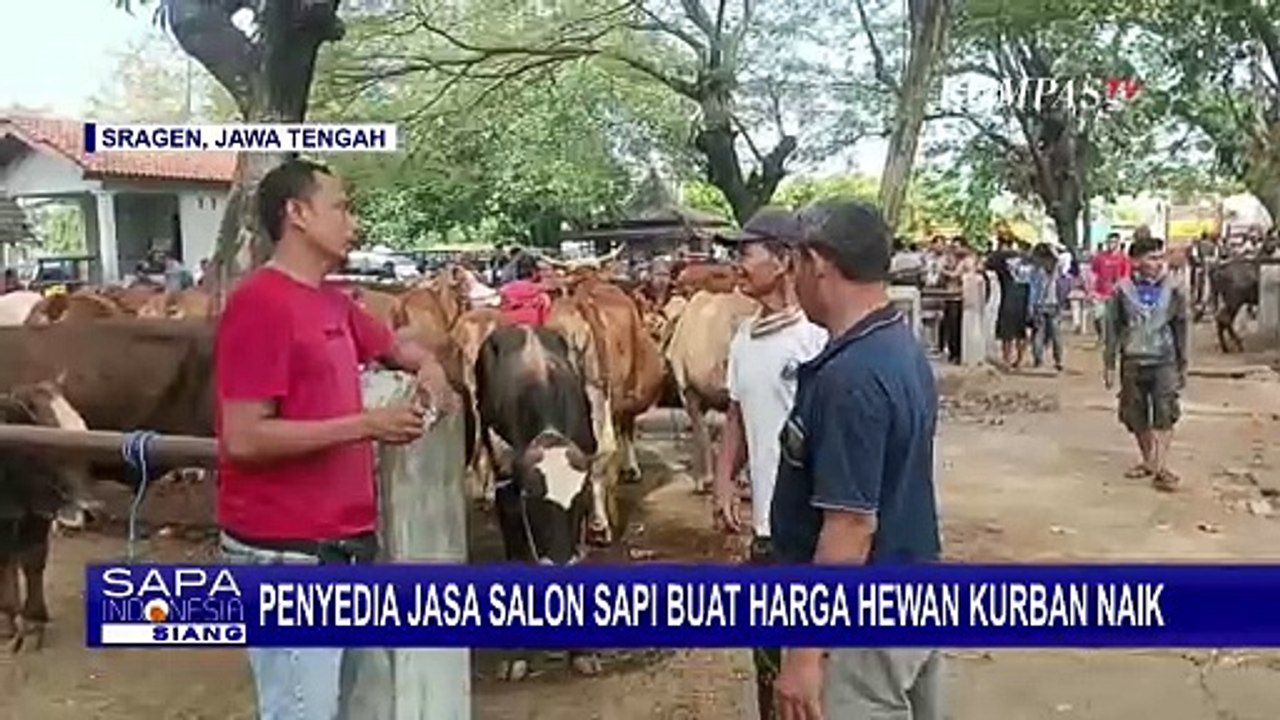Jelang Idul Adha, Penyedia Jasa Salon Sapi di Pasar Hewan Nglangon Kebanjiran Pelanggan